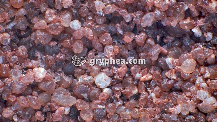 Grès rose vue macroscopique x15 - gryphea.com